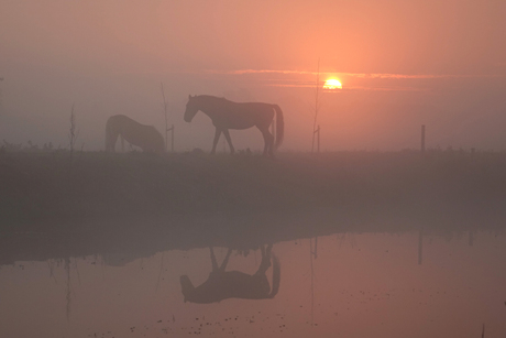 Paarden in de mist