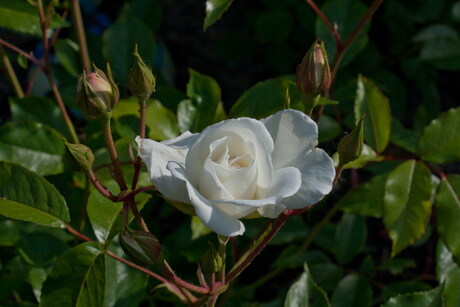 witte roos 2