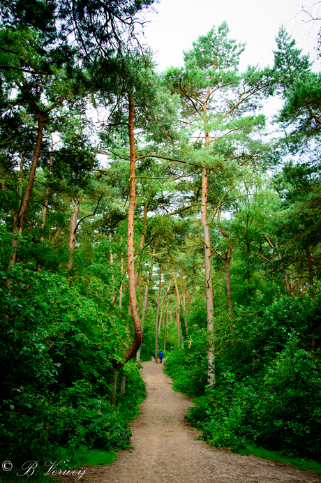 Lange Duinen, Soest