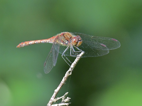 Bruinrode heidelibel