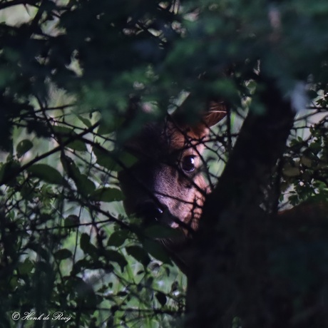 Gluren naar de buren.
