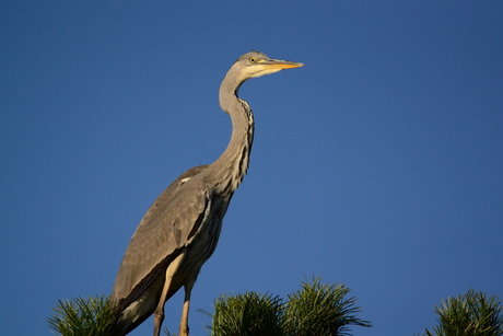 Reiger zoekt het hogerop