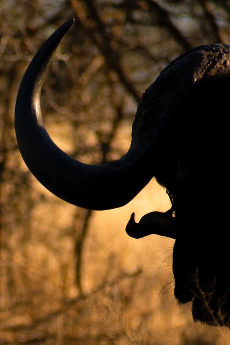 silhouette van vogel op hoofd Afrikaanse buffel 