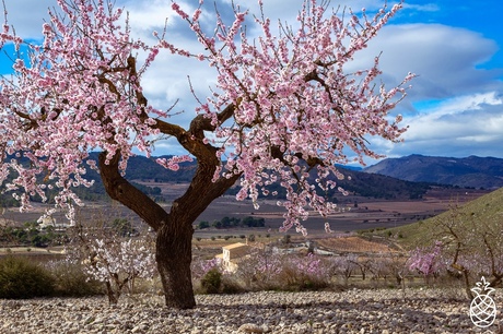 Season of Blossom