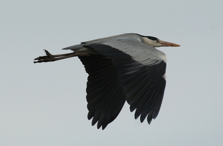 REIGER