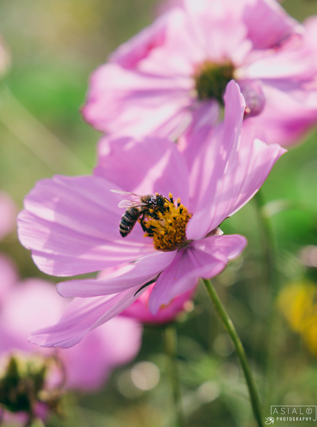 The diligent pollinator 