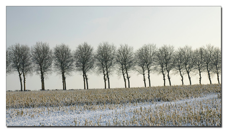 bomen in de winterzon