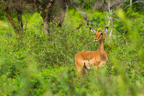 Impala