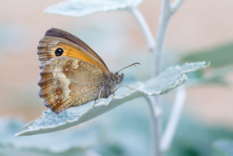 Oranje zandoogje - Pyronia tithonus