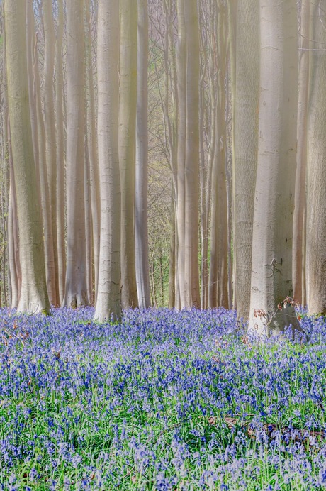 Hallerbos