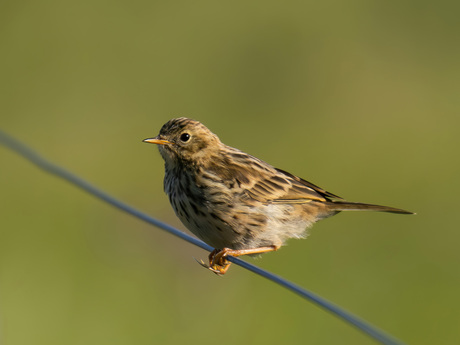 Graspieper-Meadow Pipit (Anthus pratensis)