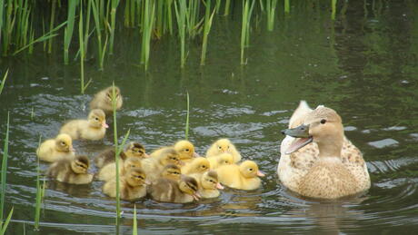Eend met 16 kleine eendjes