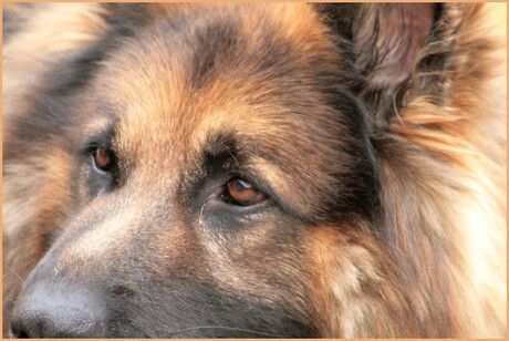 De mooiste bruine ogen!