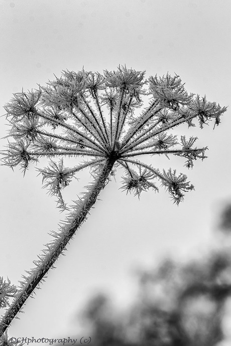 Ice needles