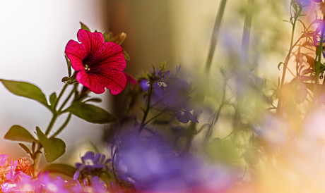 Petunia 'Surfinia