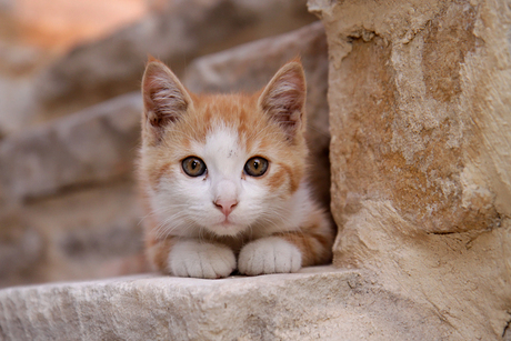 Cameleon Cat