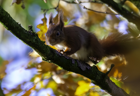 Squirrel