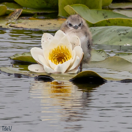 Zwarte Stern(tje) met witte waterlelie