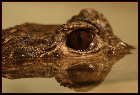 Eye of the Crocodile