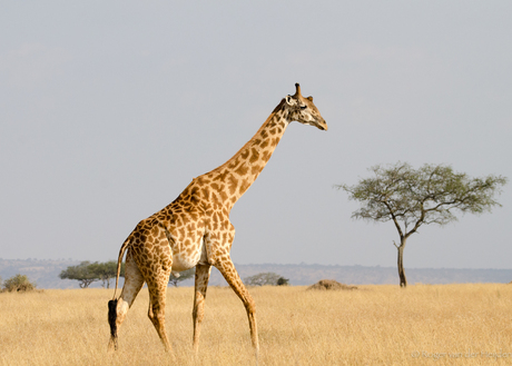 Giraffe in Afrika