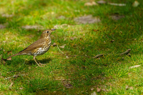 Oplettende Zanglijster