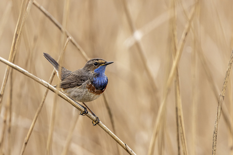 Blauwborstje in het riet