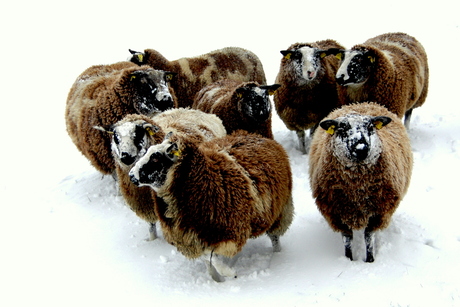 schapen in de sneeuw