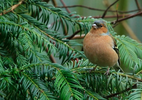 Vink mannetje.