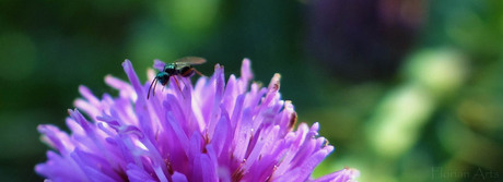 sluipwesp op distel