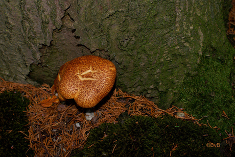 herfst tekenen