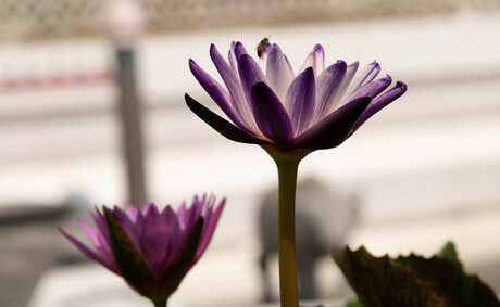 bloem