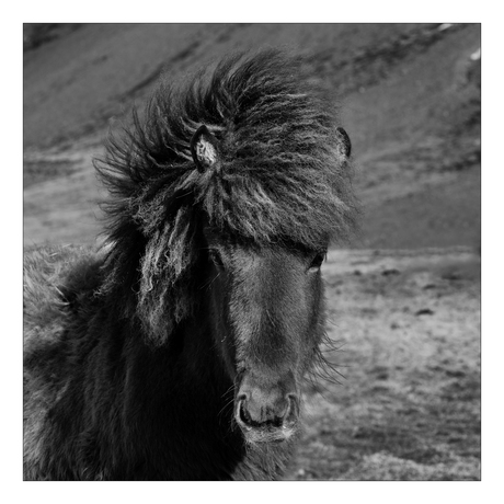 ~The Icelandic horse~