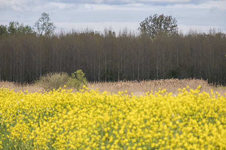 Lentelandschap