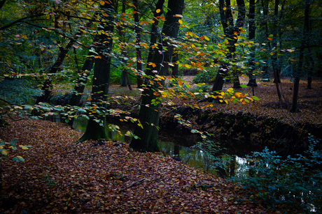 Herfstkleuren