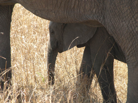 veilig bij moederolifant