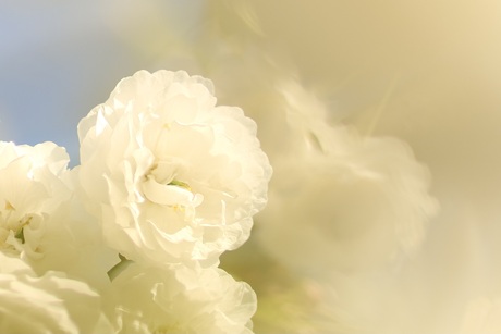 Closeup van bloesem