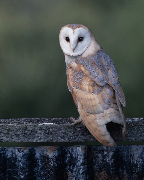 SILENCE IN THE DARK 🌒 