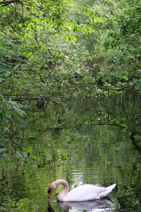 Drinkende zwaan