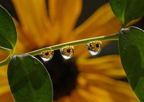 Sunny droplets