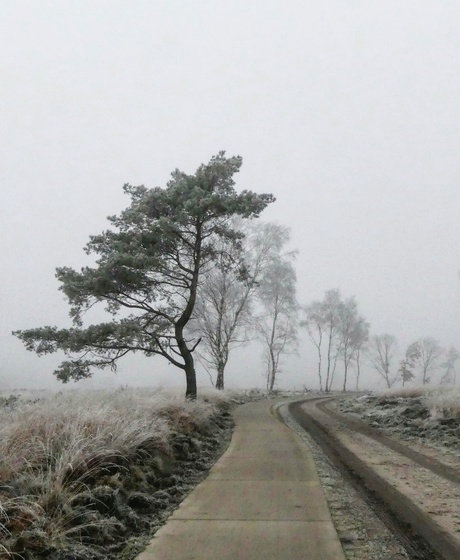 Winter op de Veluwe