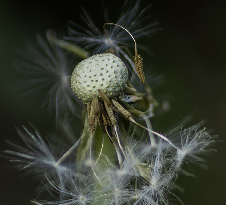 Paardenbloem