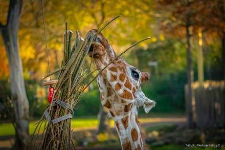 Giraffe met herfstkleuren op de achtergrond .