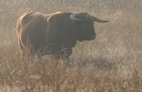 Schotse Hooglander