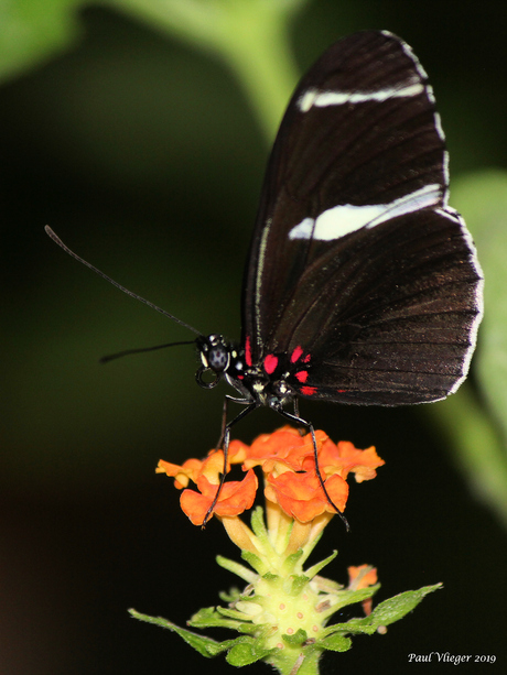 Heliconius doris