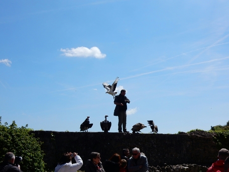 The man and his birds