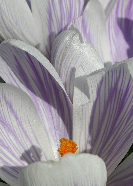 crocus5.jpg