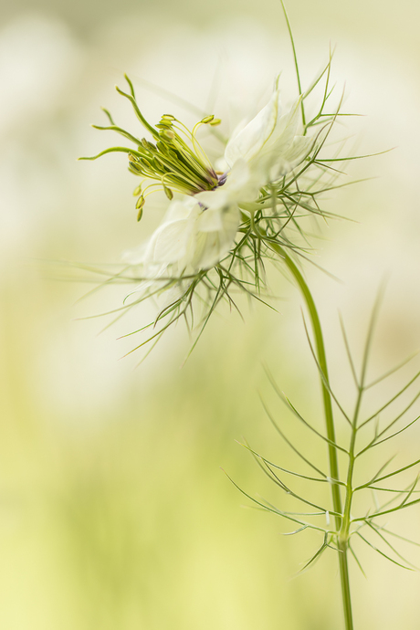 Juffertje in het groen.