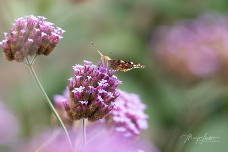 Met mijn mooiste kleren aan