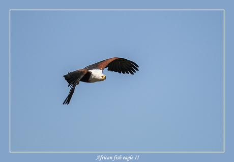 African fish eagle II