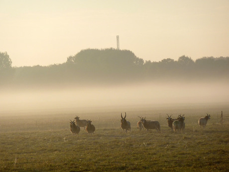 Schapen in de wei